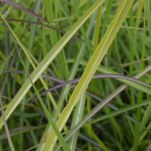 Miscanthus sinensis 'Ferner Osten' ---